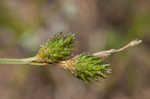 Shortbeak sedge